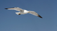 Ring Billed Gull