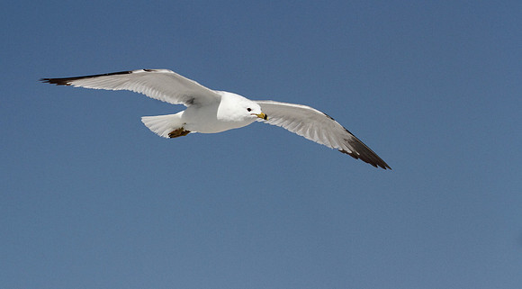 Ring Billed Gull