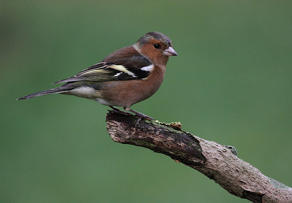 Male Chaffinch
