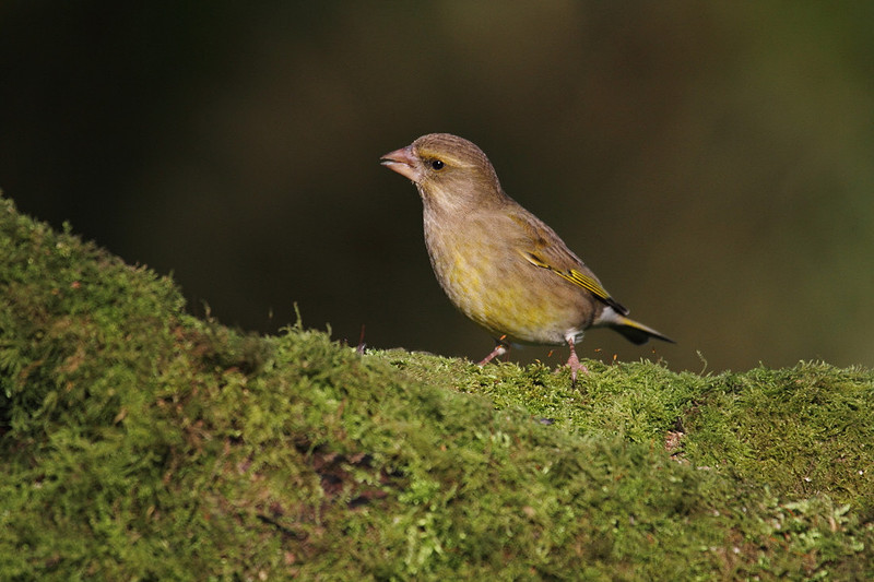 Female Greenfinch