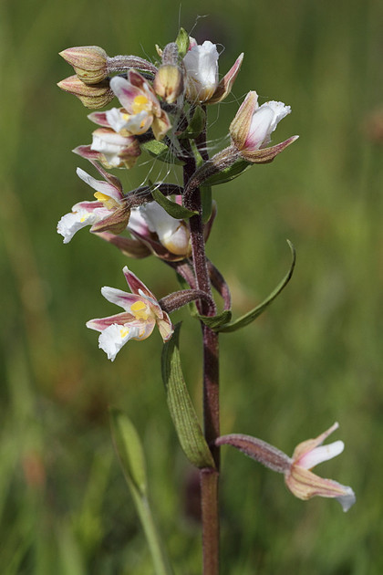 Marsh Helleborine