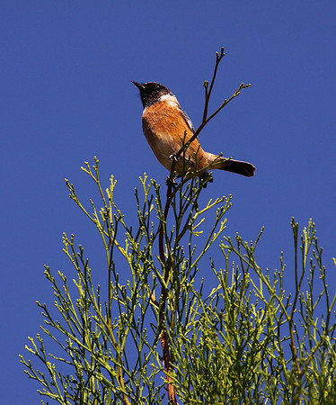 Stonechat