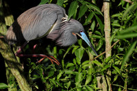 Tri-Colored Heron