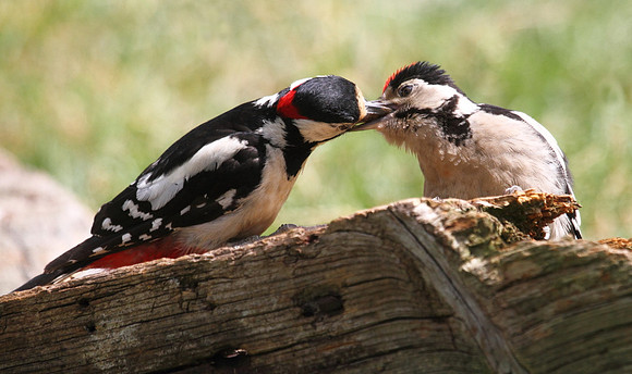 Great Spotted Woodpecker feeding Juvenile