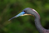 Tri-Colored Heron portrait