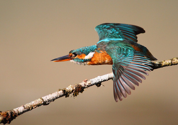 Kingfisher preparing for take off