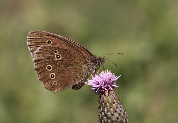 Ringlet