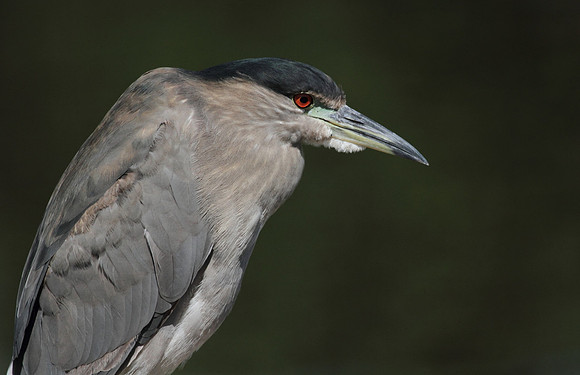 Black Crowned Night Heron