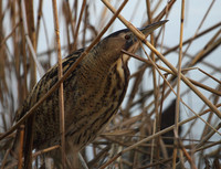 Bittern
