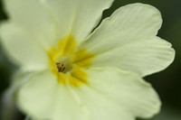Primrose