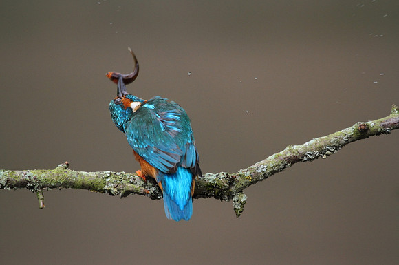 Kingfisher with fish