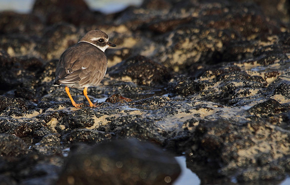 Ringed Plover