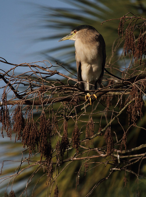 Black Crowned Night Heron