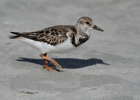 Ruddy Turnstone