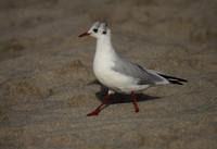 Black Headed Gull