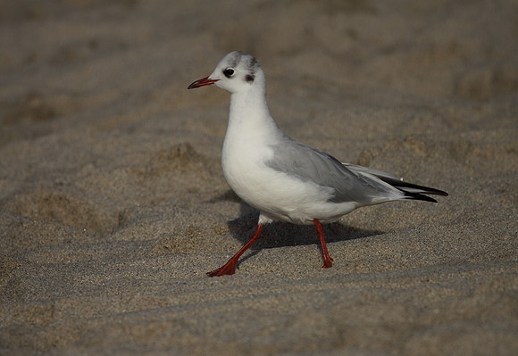 Black Headed Gull