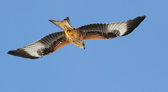 Red Kite in Flight