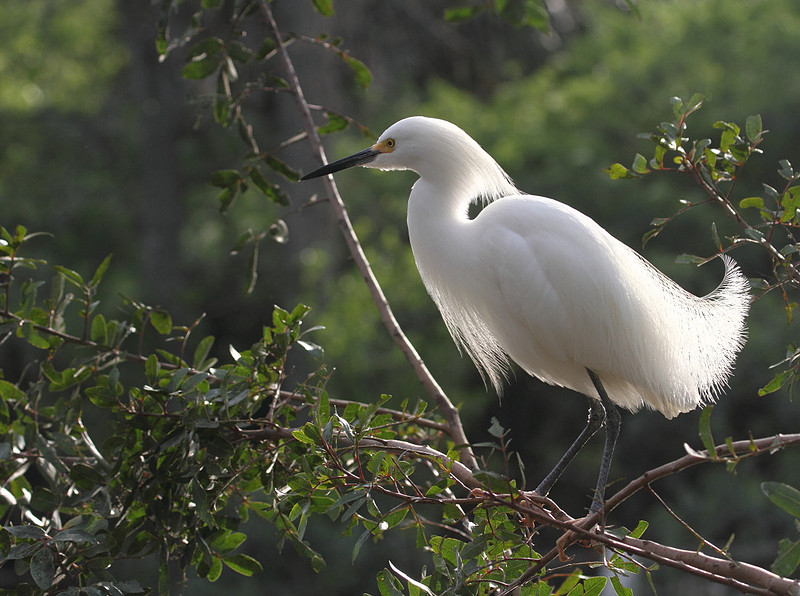 Snowy Egret