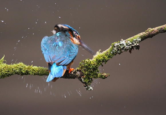 Kingfisher shaking dry