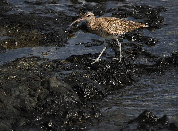 Whimbrel