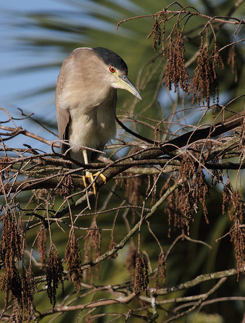 Black Crowned Night Heron