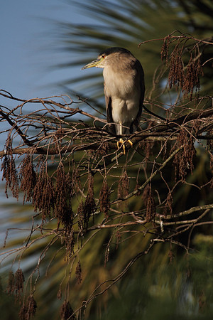 Black Crowned Night Heron