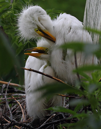 Great Egret chicks