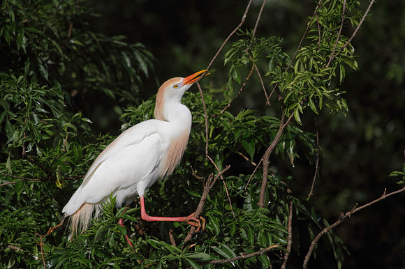 Cattle Egret