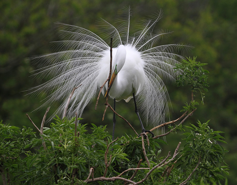 Great Egret tending nest