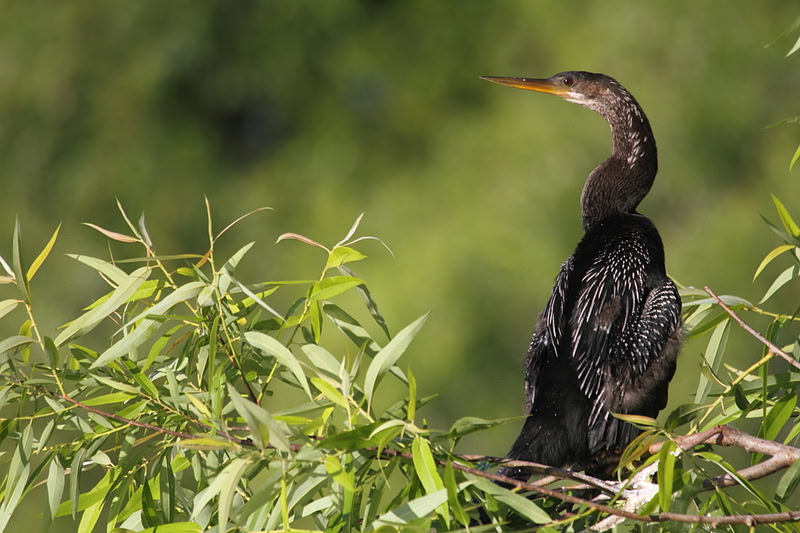 Anhinga