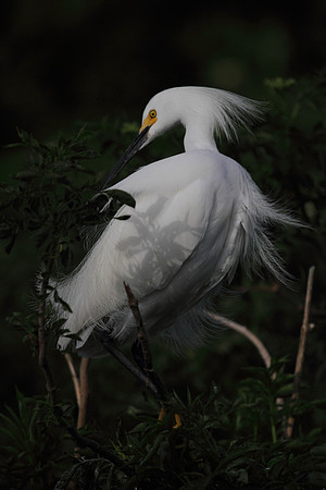 Snowy  Egret