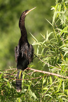 Anhinga