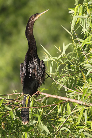 Anhinga