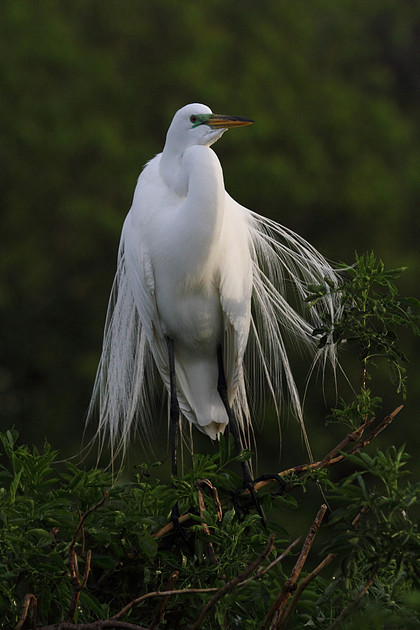 Great Egret