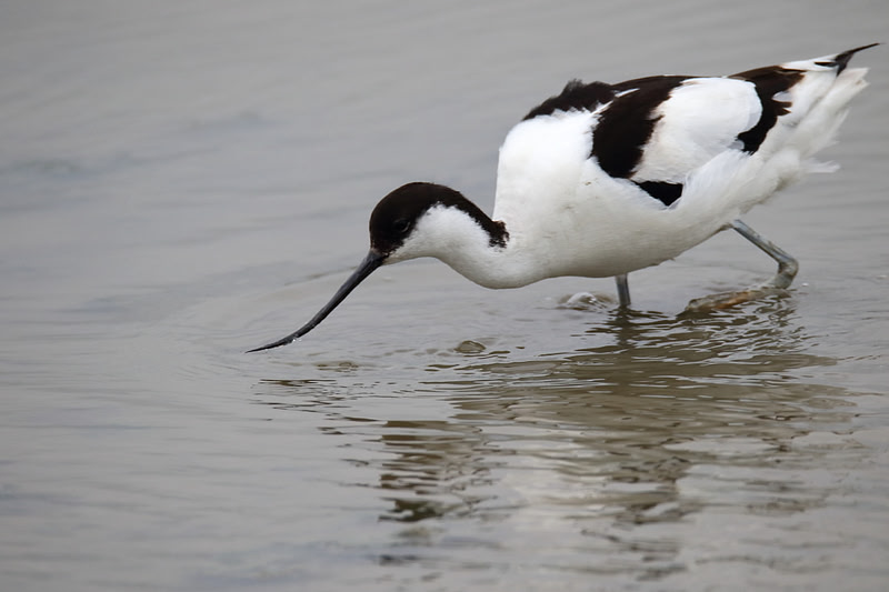 Avocet