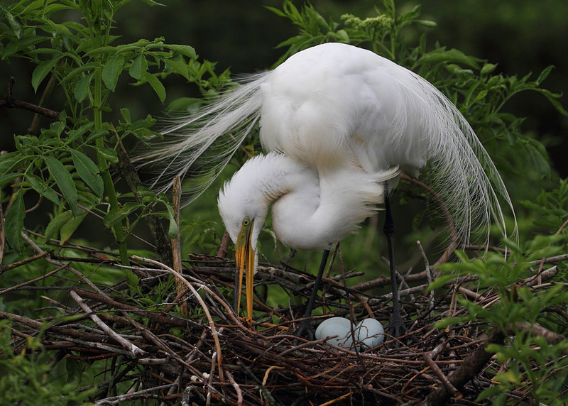 Great Egret on nest