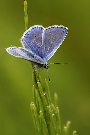 Common Blue Butterfly (male)