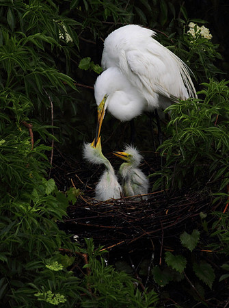 Great Egret feeding chicks