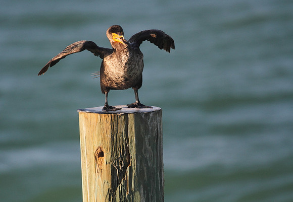 Double Crested Cormorant