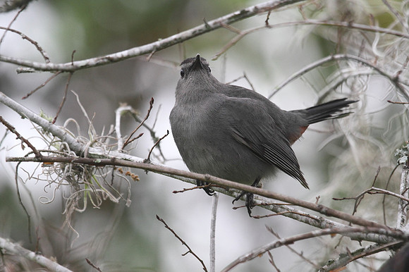 Grey Catbird