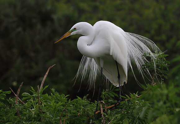 Great Egret