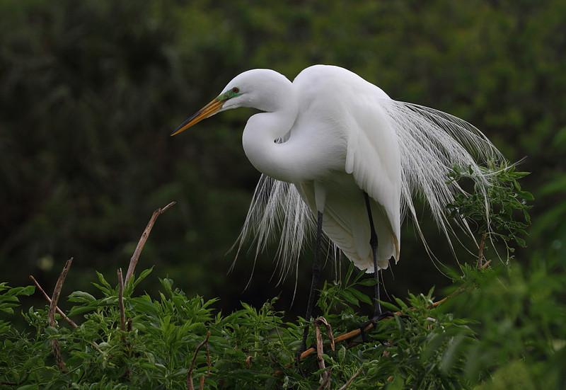 Great Egret