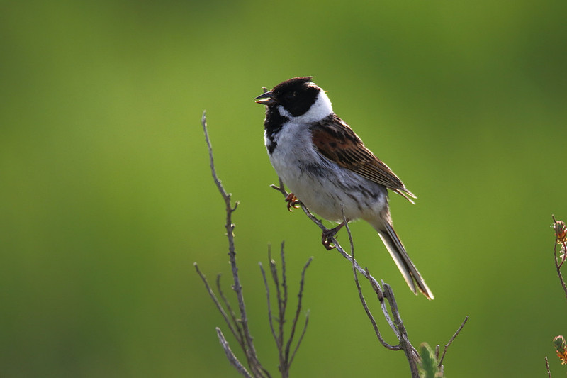 Male Reed Bunting