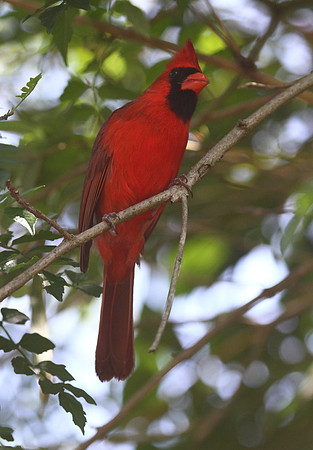 Northern Cardinal