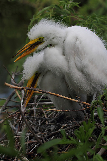 Great Egret chicks