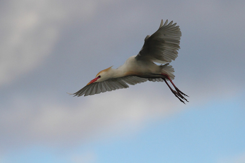 Cattle Egret