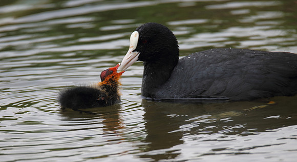 Coot with chick
