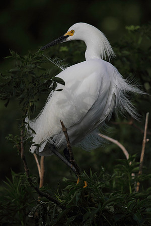 Snowy  Egret
