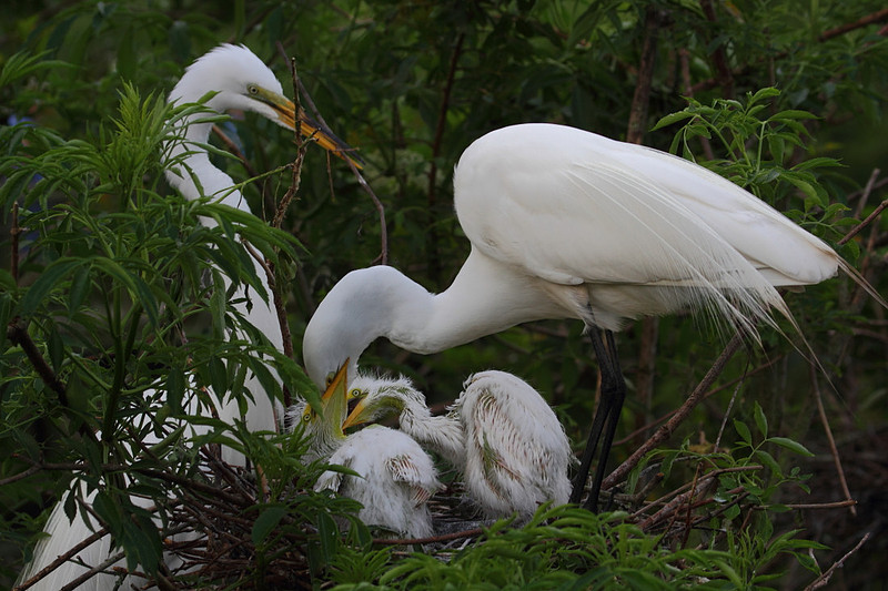 Great Egret with chicks