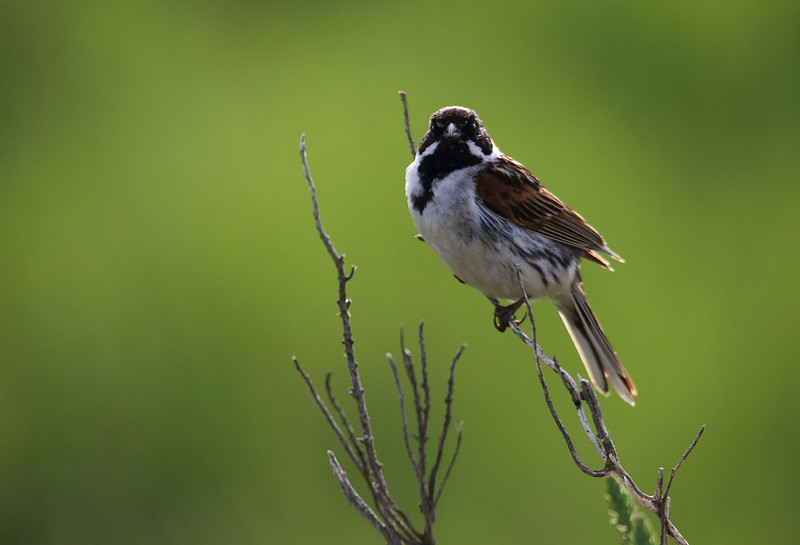 Male Reed Bunting